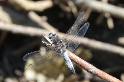 <i>Libellula fulva</i>