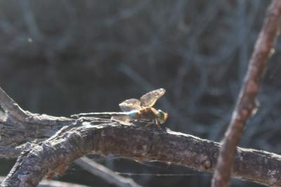 <i>Anax parthenope</i>