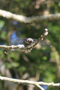 <i>Libellula fulva</i>