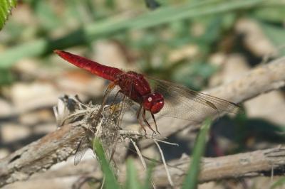 <i>Crocothemis erythraea</i>