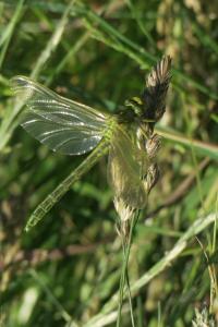 <i>Gomphus pulchellus</i>