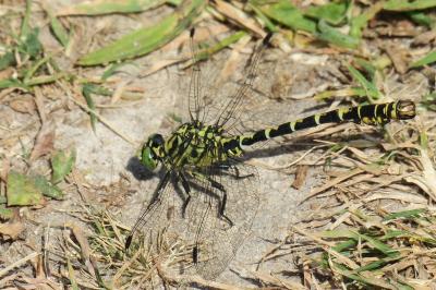 <i>Onychogomphus forcipatus</i>