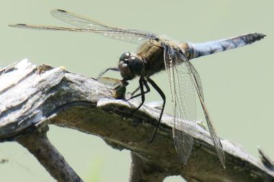 <i>Orthetrum cancellatum</i>