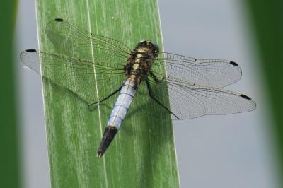 <i>Orthetrum albistylum</i>