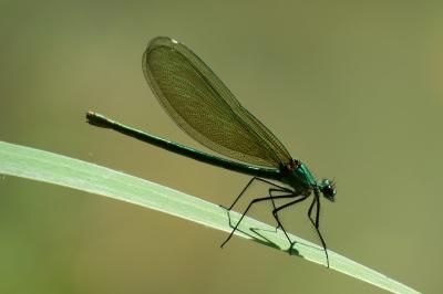 <i>Calopteryx splendens</i>