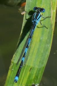 <i>Erythromma lindenii</i>