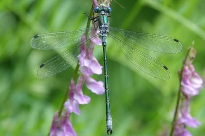 <i>Lestes dryas</i>