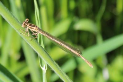 <i>Platycnemis</i>