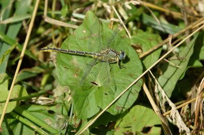 <i>Gomphus pulchellus</i>