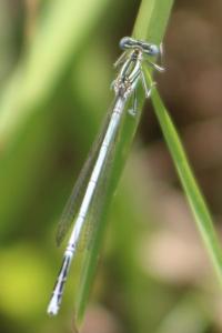 <i>Platycnemis pennipes</i>