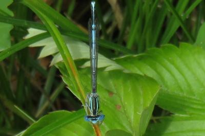 <i>Platycnemis pennipes</i>