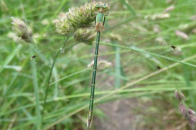 <i>Lestes barbarus</i>