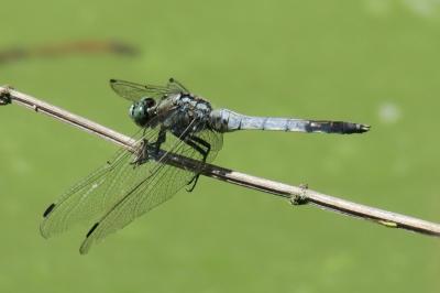 <i>Orthetrum albistylum</i>
