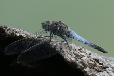 <i>Orthetrum cancellatum</i>
