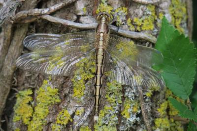<i>Orthetrum albistylum</i>
