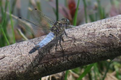 <i>Orthetrum cancellatum</i>