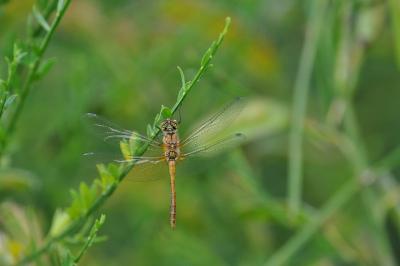 <i>Sympetrum sanguineum</i>