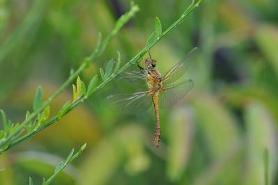 <i>Sympetrum sanguineum</i>