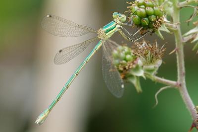 <i>Lestes barbarus</i>