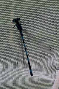 <i>Coenagrion mercuriale</i>