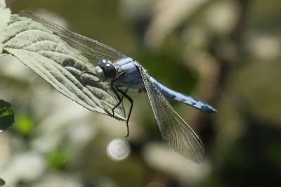 <i>Orthetrum brunneum</i>