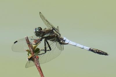 <i>Orthetrum albistylum</i>