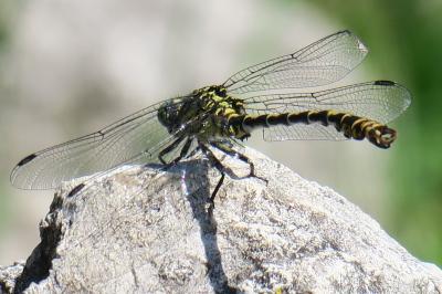 <i>Onychogomphus forcipatus</i>
