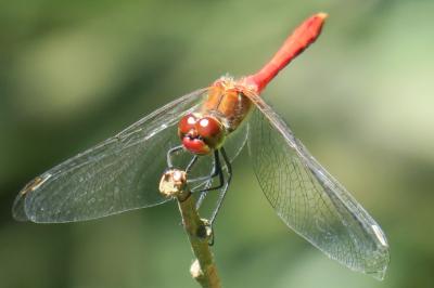 <i>Sympetrum sanguineum</i>