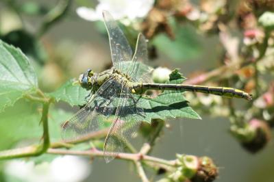 <i>Gomphus pulchellus</i>