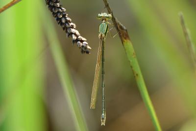 <i>Lestes barbarus</i>