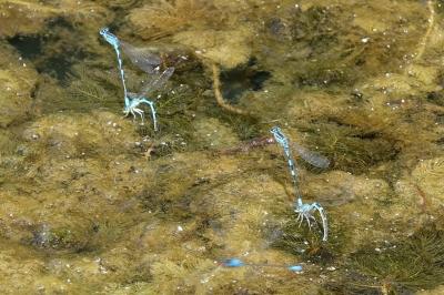 <i>Coenagrion scitulum</i>