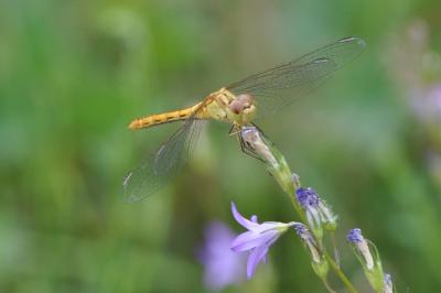 <i>Sympetrum</i>