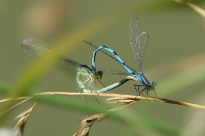 <i>Erythromma lindenii</i>