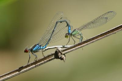 <i>Erythromma viridulum</i>