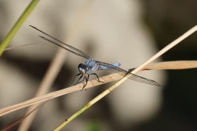 <i>Orthetrum brunneum</i>