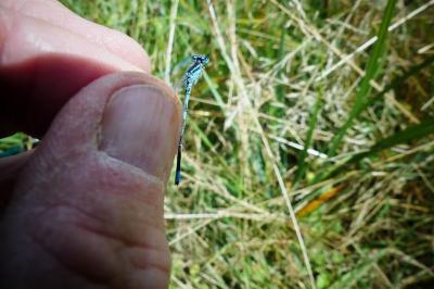 <i>Coenagrion scitulum</i>