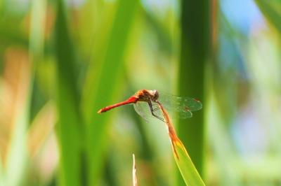 <i>Sympetrum sanguineum</i>