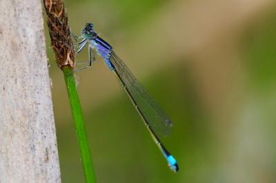 <i>Ischnura elegans</i>