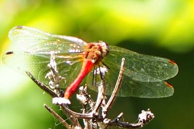 <i>Sympetrum sanguineum</i>