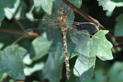 <i>Boyeria irene</i>