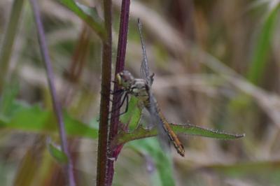 <i>Sympetrum sanguineum</i>