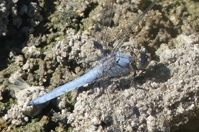 <i>Orthetrum brunneum</i>