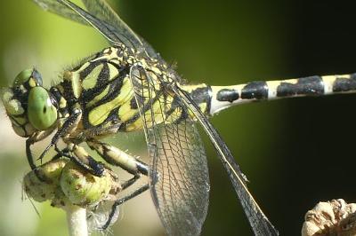 <i>Onychogomphus forcipatus</i>