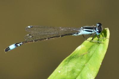 <i>Ischnura elegans</i>