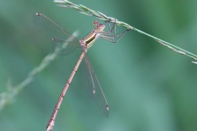 <i>Lestes barbarus</i>
