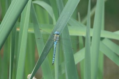 <i>Aeshna affinis</i>