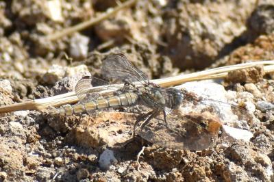 <i>Orthetrum brunneum</i>