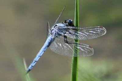 <i>Orthetrum brunneum</i>