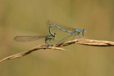 <i>Platycnemis pennipes</i>