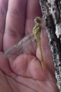 <i>Sympetrum striolatum</i>